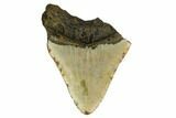 Bargain, Fossil Megalodon Tooth - North Carolina #167021-1